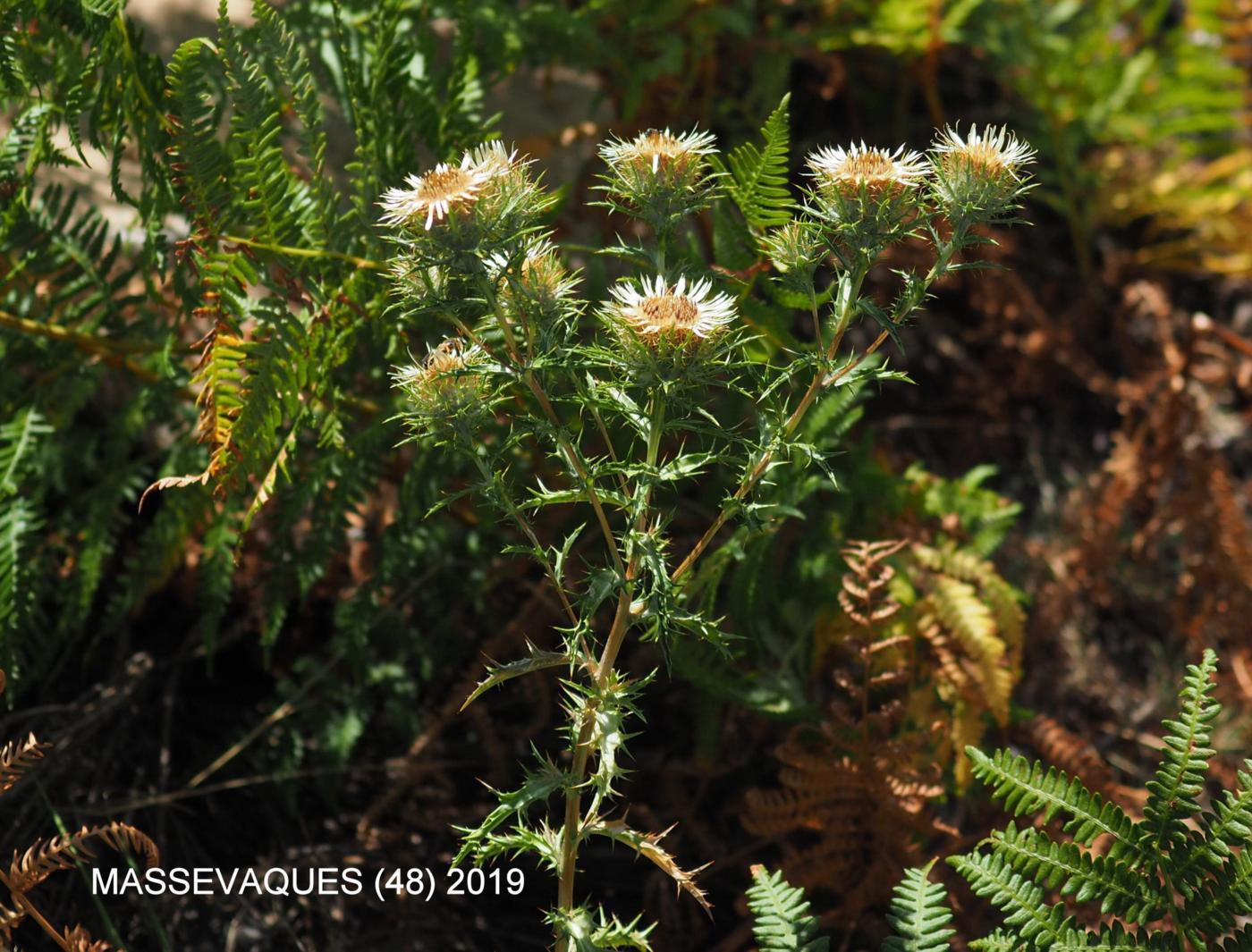 Thistle, Carline plant